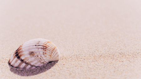 Summer time. Seashells, starfishes on sand ocean beach background. Travel concept in minimal styleの写真素材