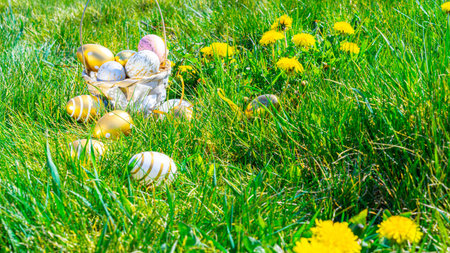 Easter background white. Golden egg with yellow spring flowers in celebration basket on green grass....