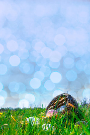 Easter bunny. Golden egg with yellow spring flowers in celebration basket on green grass background....