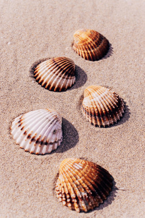 Summer time. Seashells, starfishes on sand ocean beach background. Travel concept in minimal styleの写真素材