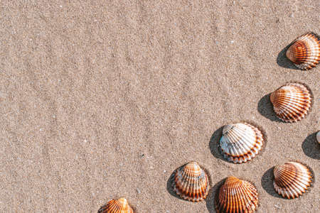 Summer concept background with seashells, shells on sand tropical sea beach. Design of summer vacation holiday conceptの写真素材