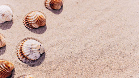 Hello summer with seashells, starfishes on sand ocean beach background. Exotic beach with copy spaceの写真素材