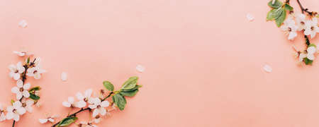 Spring background pink with flower blossom and April floral nature in beautiful scene with blooming tree. Easter Sunny day. Orchard abstract blurred background. Springtimeの写真素材
