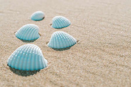 Summer sale with seashells, starfishes on sand ocean beach background. Tranquil beach scene with copy spaceの写真素材