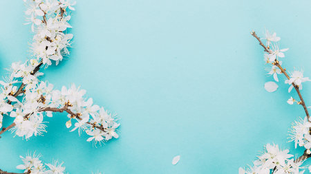 Sakura background with flower blossom and April floral nature on blue. Beautiful scene with blooming tree. Easter Sunny day. Orchard abstract blurred background. Springtimeの写真素材