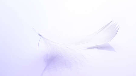 Feather texture. Nature abstract bird feather closeup on white background in macro photography. Glamorous sophisticated airy artistic image on soft blurred backgroundの写真素材
