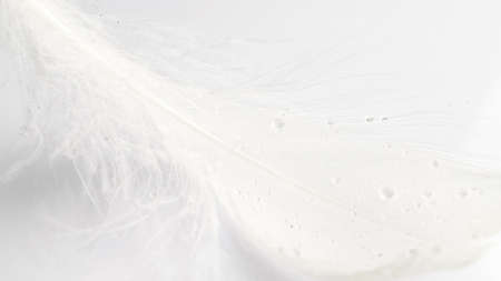 Feather flat. Multicolored pastel angel feather closeup texture on white background in macro photography, soft focus. Fashion color trends spring summerの写真素材