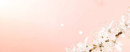 Sakura background with flower blossom and April floral nature on pink. Beautiful scene with blooming...
