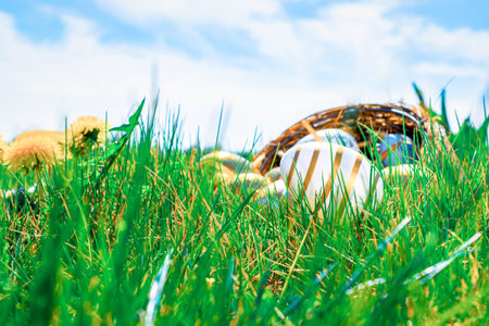 Easter background white. Golden egg with yellow spring flowers in celebration basket on green grass....