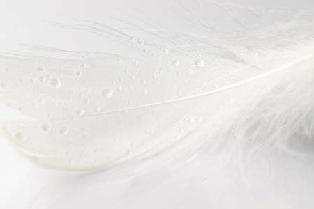 Feather falling. Nature abstract bird feather texture closeup on white background in macro photography. Glamorous sophisticated airy artistic image on soft blurred backgroundの写真素材