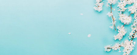 Cherry tree blossom. April floral nature and spring sakura blossom on soft blue background. Banner...