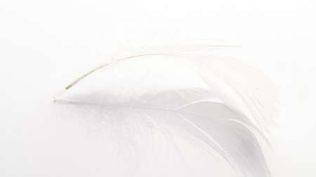 Feather isolated. Abstract bird feather texture closeup on white background in macro photography, soft focus. Concept of sensitivity responsiveness to natureの写真素材