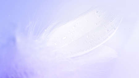 Feather macro. Multicolored pastel angel feather closeup texture on white background in macro photography, soft focus. Abstract. Coral pink color trends and vintageの写真素材