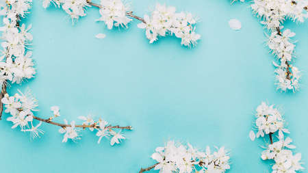 Sakura blossom flowers and may floral nature on blue background. For banner, branches of blossoming cherry against background. Dreamy romantic image, landscape panorama, copy spaceの写真素材