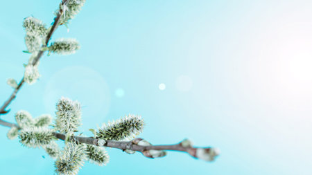 Cherry tree blossom. April floral nature and spring sakura blossom on soft blue background. Banner...