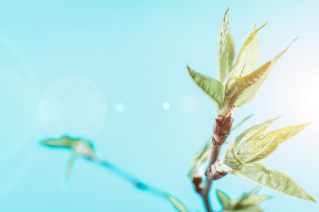 Spring border, spring blossom and April floral nature on blue background. Branches of blossoming...