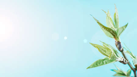 Sakura blossom flowers and may floral nature on blue background. For banner, branches of blossoming cherry against background. Dreamy romantic image, landscape panorama, copy spaceの写真素材