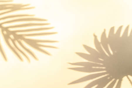 Summer backgrounds. Plant leaf shadows on white wall in tropical summer sunlight texture. Shadow abstract background, for overlay on product presentation, mockup backdrop, sun light seasonal conceptの写真素材