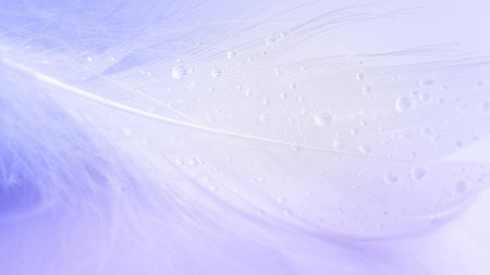 Feather air. Multicolored pastel angel feather closeup texture on white background in macro...