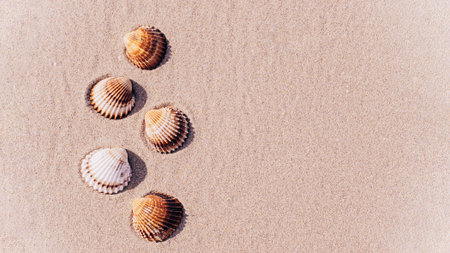 Shell sea with seashells, shells on sand tropical ocean beach. Copy space of summer vacation and...