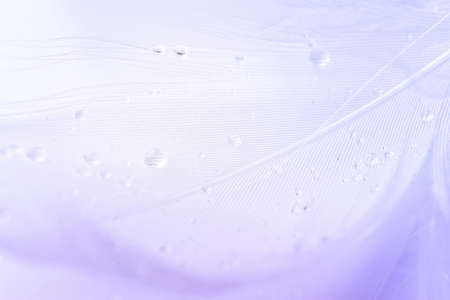 Feather soft. Multicolored pastel angel feather closeup texture on white background in macro photography, soft focus. Fashion color trends spring summerの写真素材
