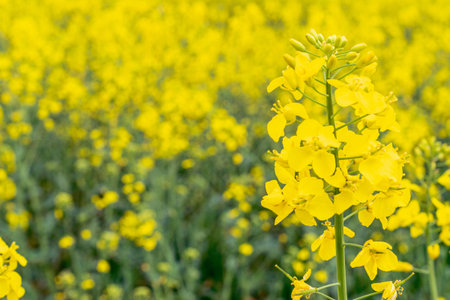 Rapeseed flower. Yellow rape flowers for healthy food oil on field. Rapeseed plant, colza canola for...