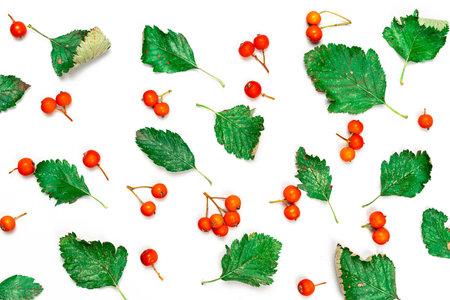 Leaf autumn. Nature pattern: dry leaves, green leafs, orange fruits Rowans isolated on white...