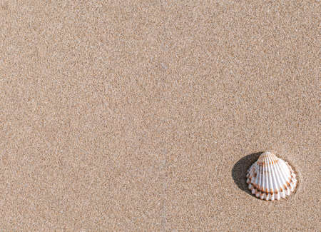 Summer holiday poster with seashells, starfishes on sand ocean beach background. Summer vacation and product advertisement conceptの写真素材