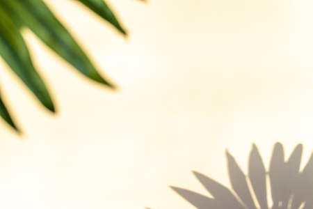 Summer backgrounds. Plant leaf shadows on white wall in tropical summer sunlight texture. Shadow abstract background, for overlay on product presentation, mockup backdrop, sun light seasonal conceptの写真素材