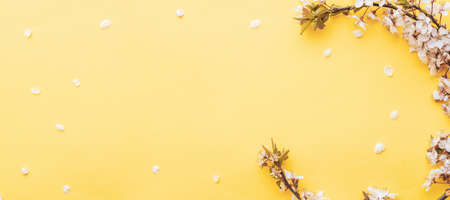 Spring border, spring blossom and April floral nature on pink background. Branches of blossoming apricot macro with soft focus. For easter and spring greeting cards with copy space. spring timeの写真素材