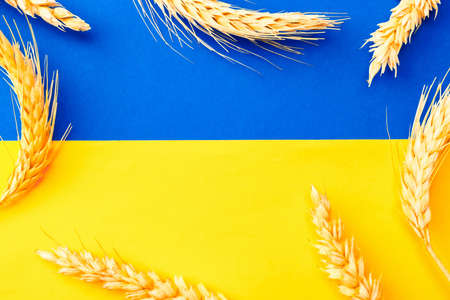 Ukraine wheat grain background. Ukrainian symbol with wheat grain ear isolated on yellow blue flag banner. Flat lay, copy space.の写真素材