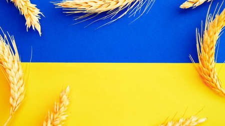 Yellow blue wheat grain background. Ukrainian symbol with wheat grain ear isolated on yellow blue flag banner. Support Ukraine conceptの写真素材