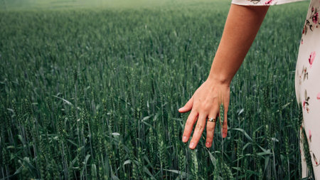 Wheat field hand woman. Young woman hand touching spikelets in cereal field. Harvesting, organic...