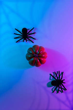 Halloween party. Black night spider, scary spooky pumpkin on night neon helloween background. Happy Halloween concept. Frame. Copy space, Flat lay.の写真素材