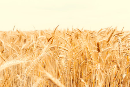 Golden wheat rye landscape in sun day. golden harvest background. Bread plant agriculture farm cereal crop in sunsetの写真素材