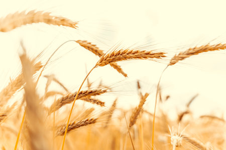 Wheat crop sun sky landscape. agriculture summer harvest. Cereal bread grain in farm on sunset golden background. field yellow rye plantの写真素材