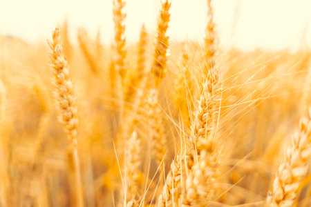 Wheat crop sun sky landscape. agriculture summer harvest. Cereal bread grain in farm on sunset golden background. field yellow rye plantの写真素材