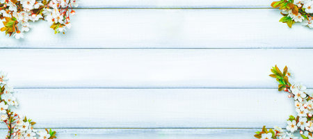 Spring background table banner. May flowers and April floral nature on wooden. For banner, branches of blossoming cherry against background. Copy space.の写真素材
