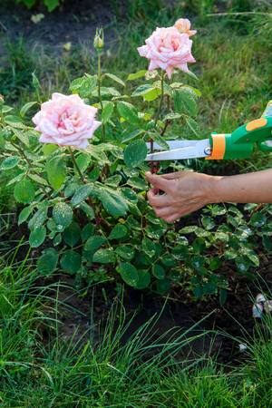 Woman in gloves trims a rose garden with the help of pruning shearsの写真素材