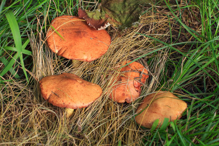 Butter mushrooms in the woods on the grass and leaves in the summer day. Forest mushrooms