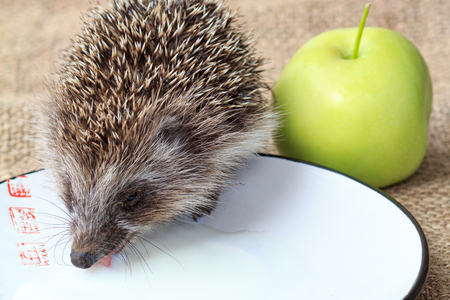Little wild hedgehog (Erinaceus) is drinking milk from plate and green apple on piece of sackclothの写真素材