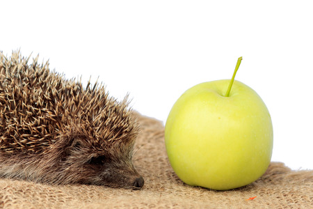 Little wild hedgehog (Erinaceus) and green apple on piece of sackcloth. White isolated backgroundの写真素材