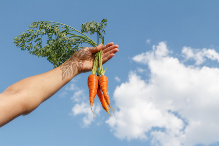 Female hand holds a bunch of ripped carrots against the blue sky in summer sunny dayの写真素材