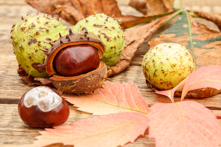 Chestnuts and autumn yellow and red leaves on wooden backgroundの写真素材