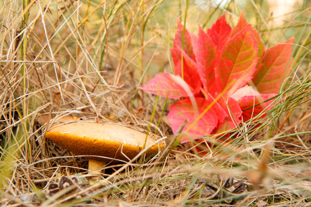Mushroom and red leaves in dry grass at the autumn forestの写真素材