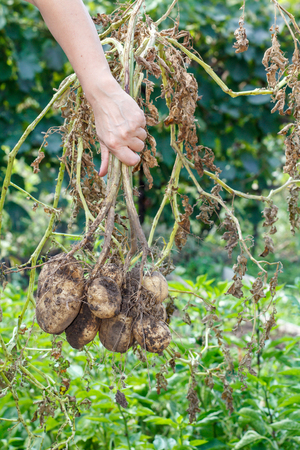 Female hand holds just harvested potato plant with russet ripe tubers on dried stemの写真素材