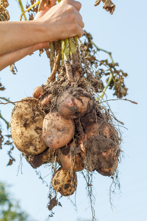 Female hands holds just harvested potato plant with russet ripe tubers on dried stemの写真素材