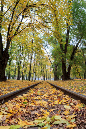 Rails in the city park with fallen yellow autumn leaves on the groundの写真素材