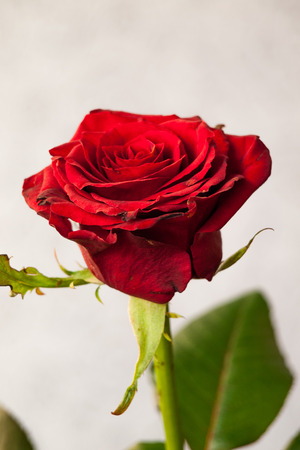 Bud of red rose on grey blurred background. Shallow depth of fieldの写真素材