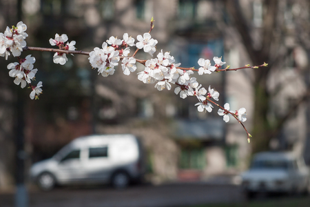 Branch of spring flowering apple tree with blurred cityscape on the background. Selective focusの写真素材